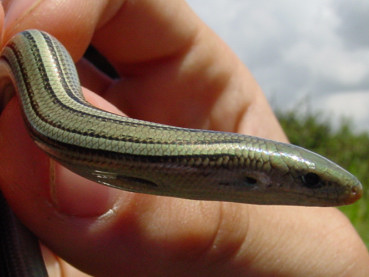 Orbettino e luscengola: due lucertole 